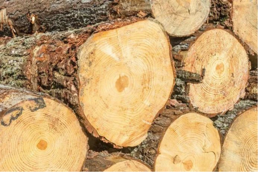 2021爱木周丨坚持绿色经营，久盛在木材可持续发展道路上阔步前行