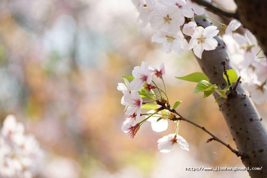 src=http___img.pconline.com.cn_images_upload_upc_tx_itbbs_1504_03_c58_4867394_1428054379999_mthumb.jpg&refer=http___img.pconline.com.jpg