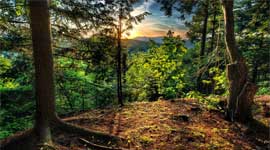 今日关注：实木地板应回归价值竞争层面