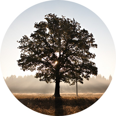 专注实木17年系列一：数据表明，实木地板正重回消费首选