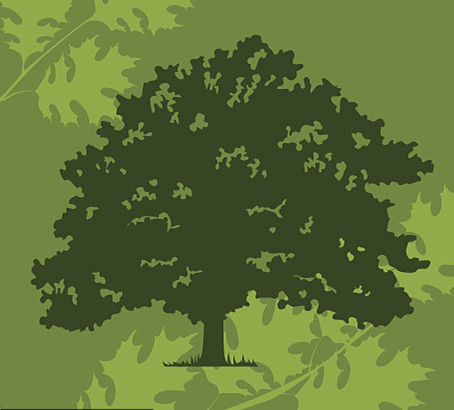 栎木价格疯长，困局如何打破