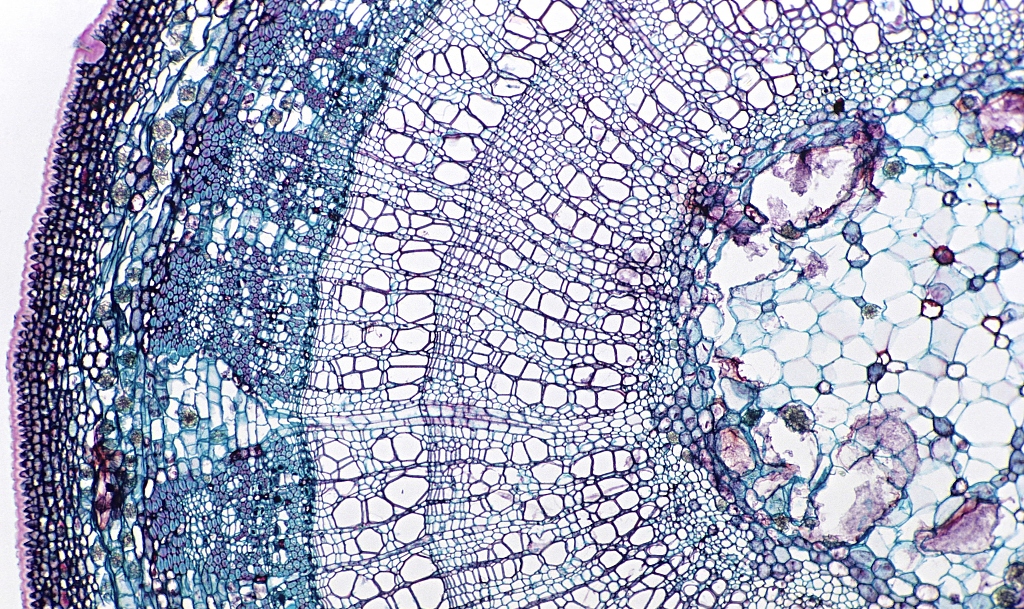 【专业详解】李凯夫：论木材保健（一）