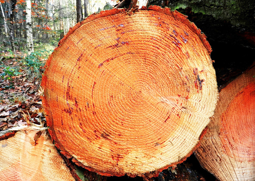 【专业详解】李凯夫：论木材保健（四）