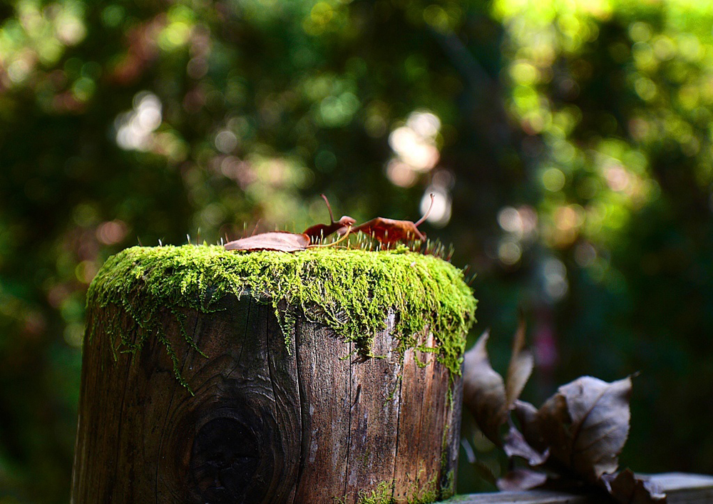 久盛 · 爱木周 | 赤诚初心，爱木深情